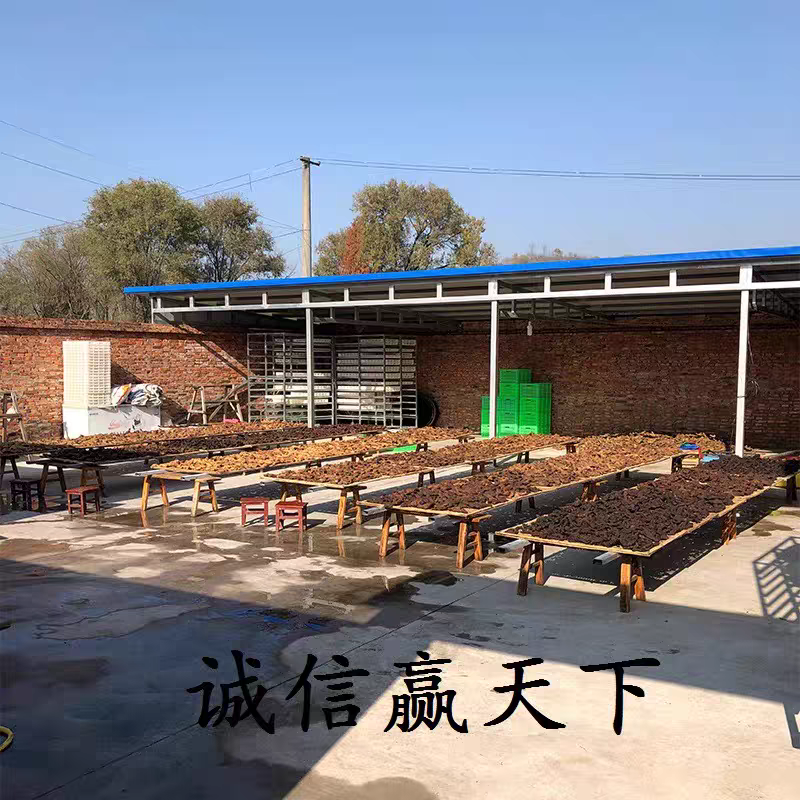 【野生毛铺九蒸九晒黄精】湖北大冶毛铺现挖野生黄精道地滋补