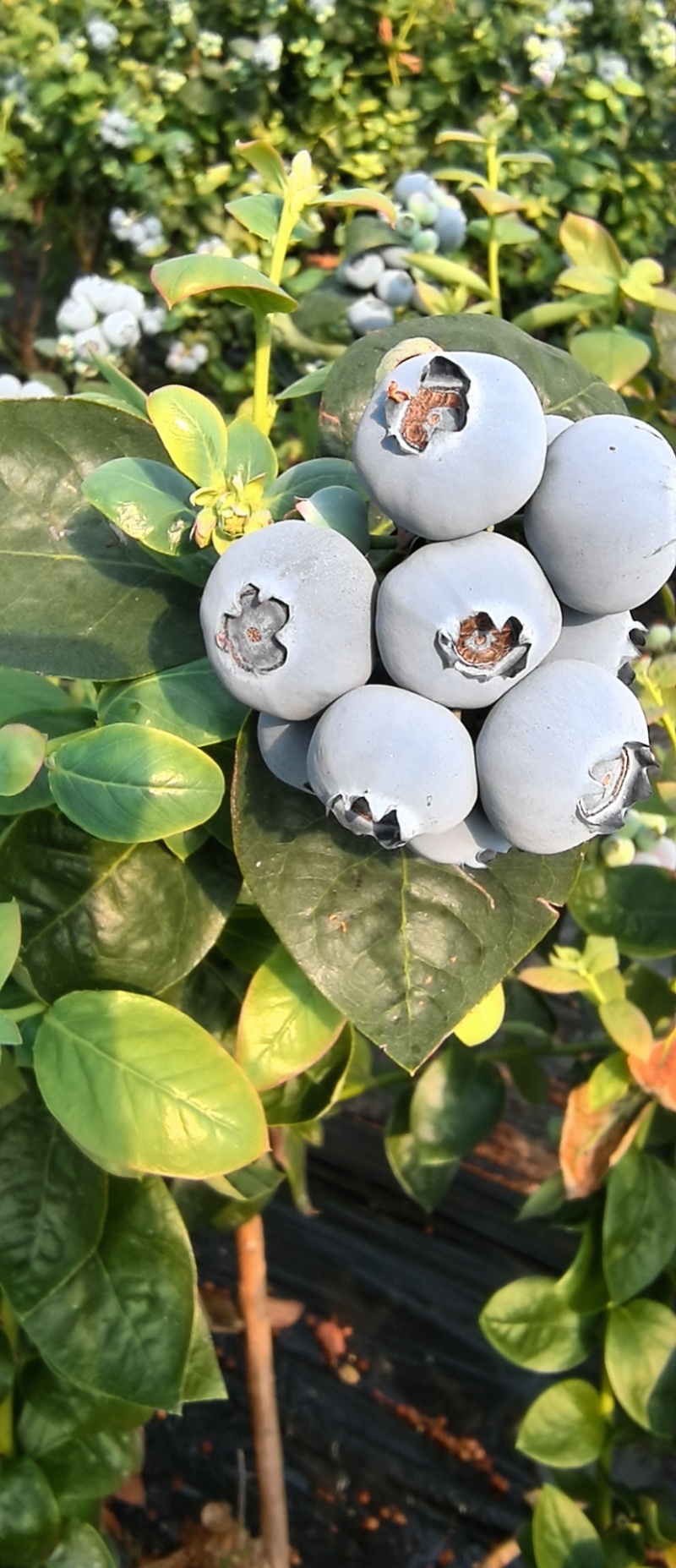 丹东枝叶蓝莓，