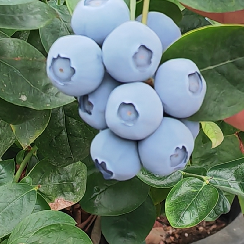 丹东枝叶蓝莓，