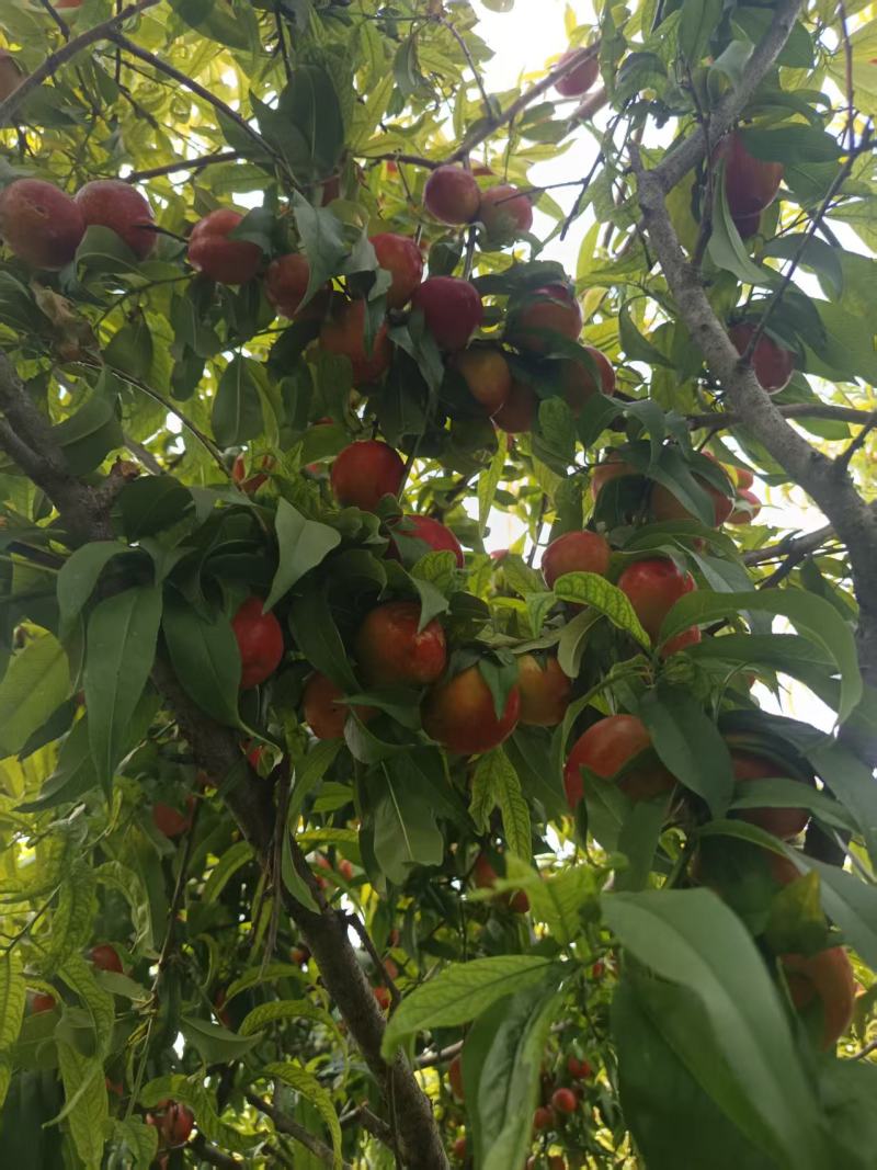 珍珠枣油桃，