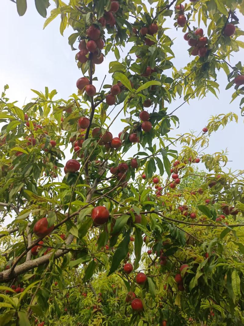 珍珠枣油桃，
