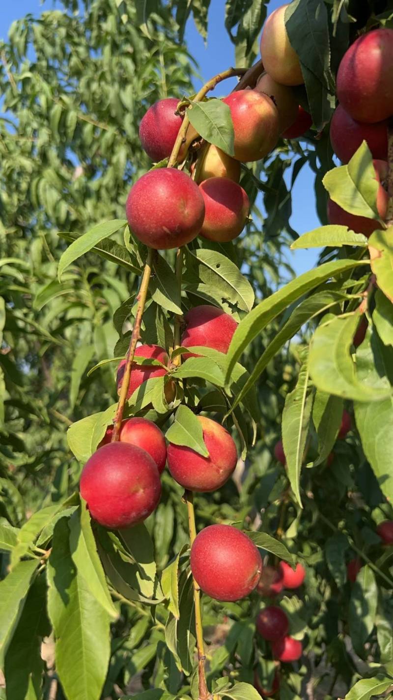 珍珠枣油桃，