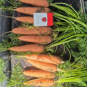 新鲜胡萝卜4月25号大量上市，电商，市场，加工厂，养殖场