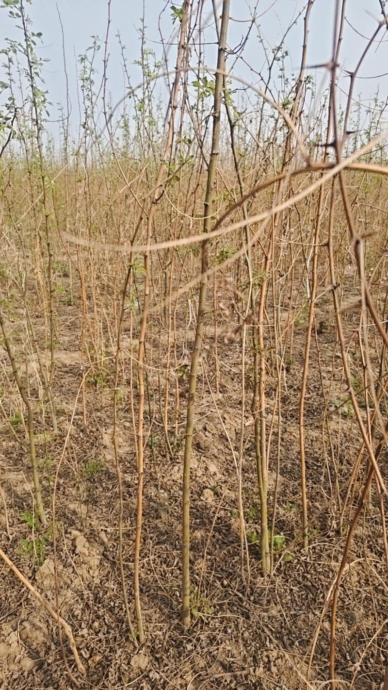 刺槐树苗，刺槐杯苗，刺槐树2公分刺槐苗，刺槐树苗