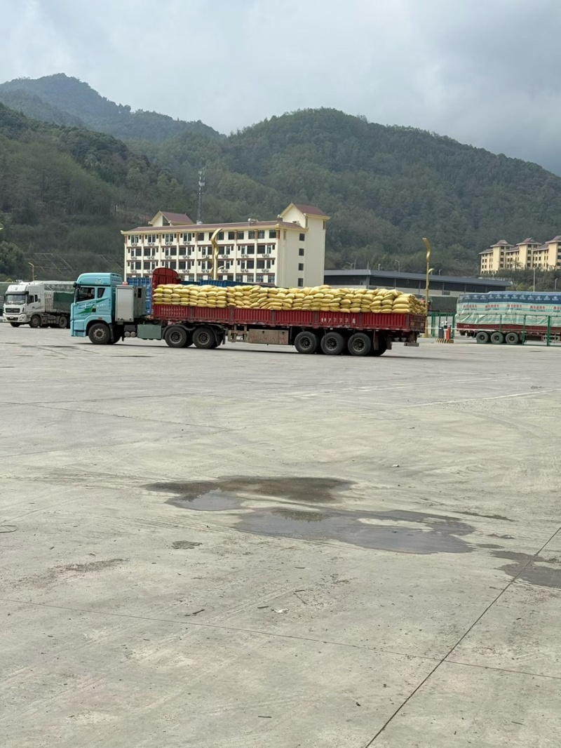 缅甸红腰豆统货未过筛干度足整车批发吨价6550