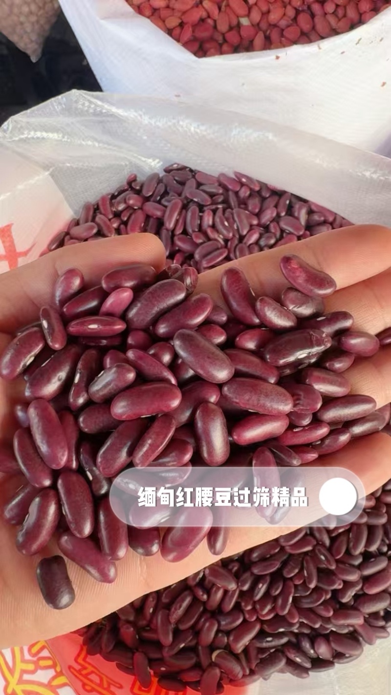 缅甸进口红腰豆