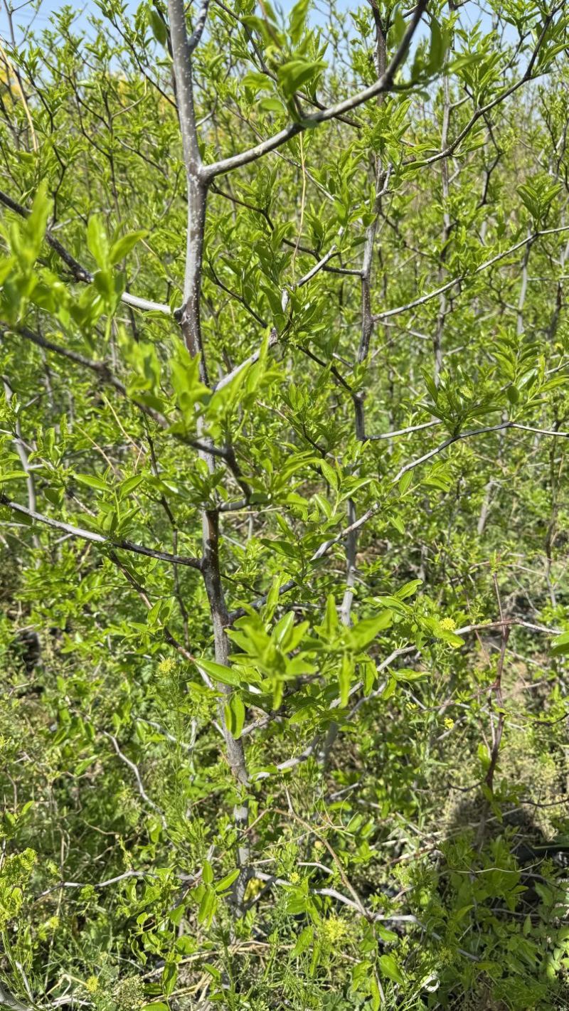 营养杯冬枣苗沾化冬枣大荔冬枣一代冬枣苗30杯成活率特别高