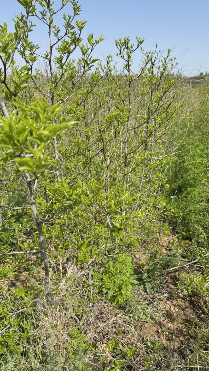 营养杯冬枣苗沾化冬枣大荔冬枣一代冬枣苗30杯成活率特别高