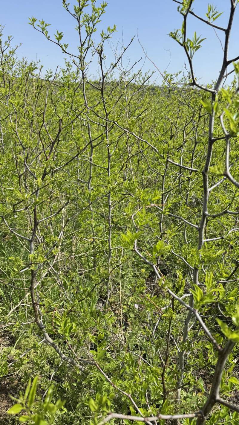 营养杯冬枣苗沾化冬枣大荔冬枣一代冬枣苗30杯成活率特别高
