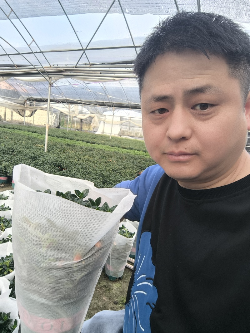 金鱼花盆栽吊兰金鱼草带花苞基地长期供应电商档口市场