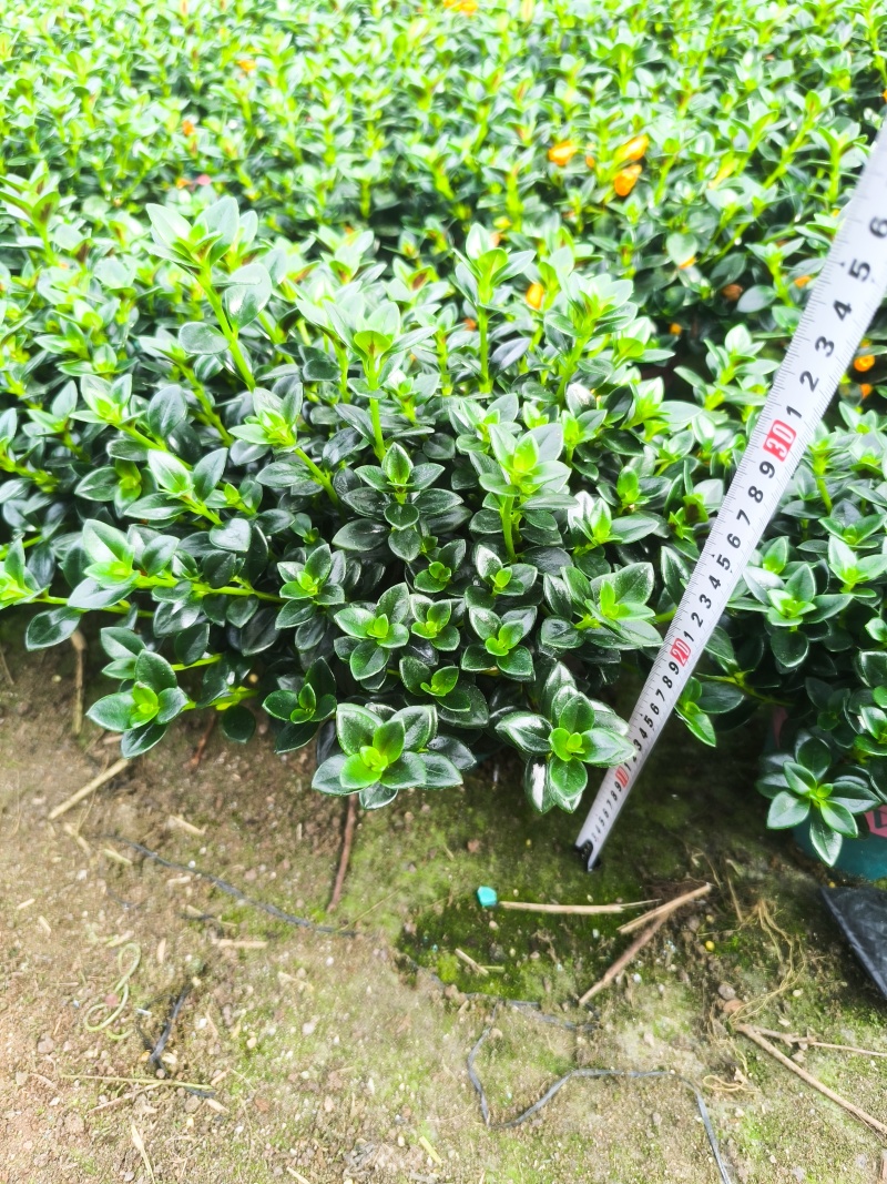 金鱼花盆栽吊兰金鱼草带花苞基地长期供应电商档口市场