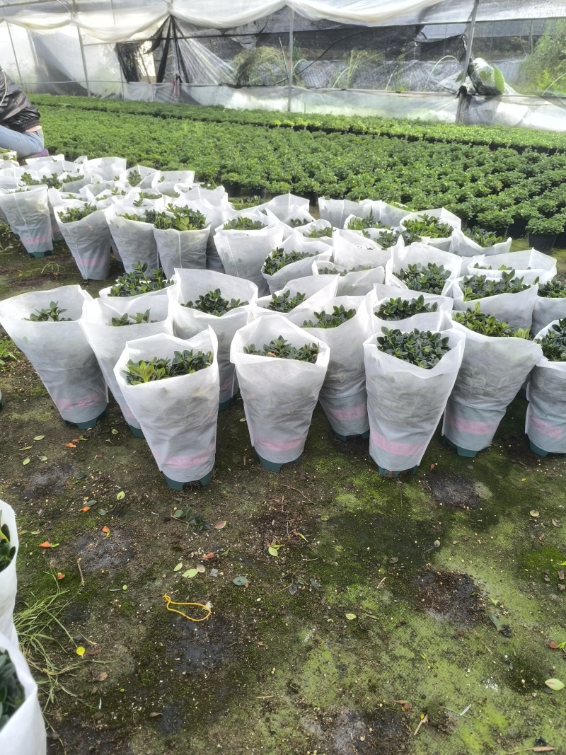 金鱼花盆栽吊兰金鱼草带花苞基地长期供应电商档口市场