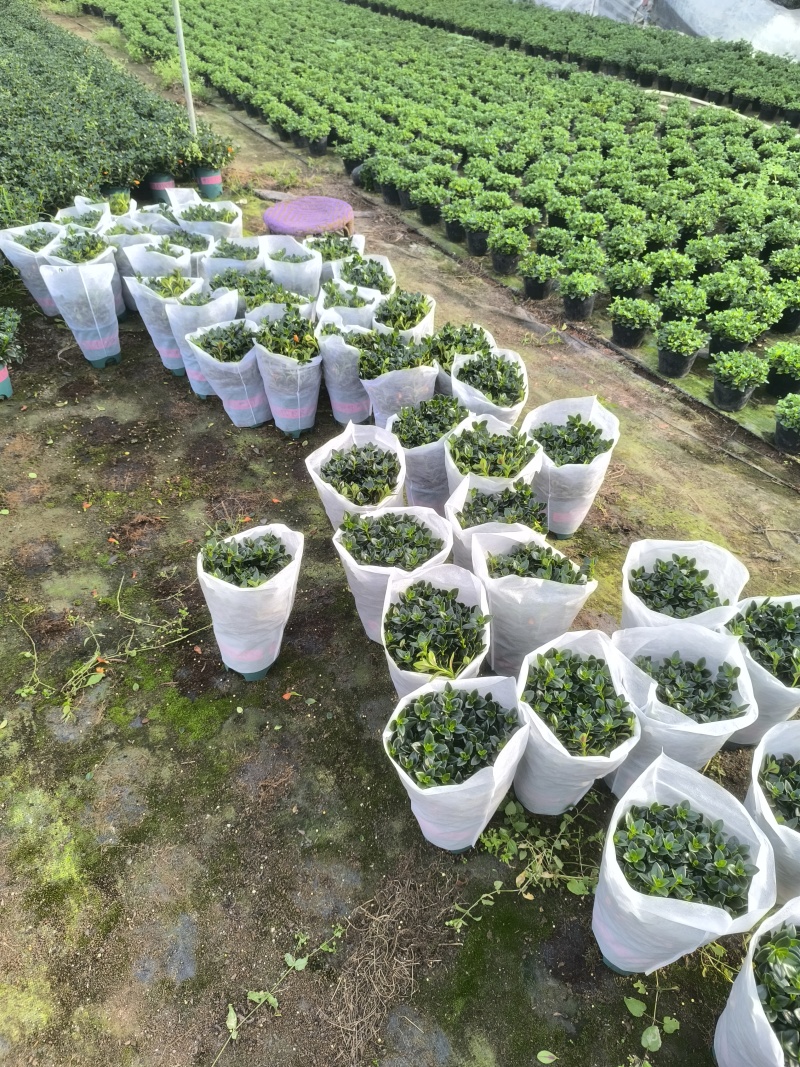 金鱼花盆栽吊兰金鱼草带花苞基地长期供应电商档口市场