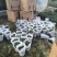 金鱼花盆栽吊兰金鱼草带花苞基地长期供应电商档口市场