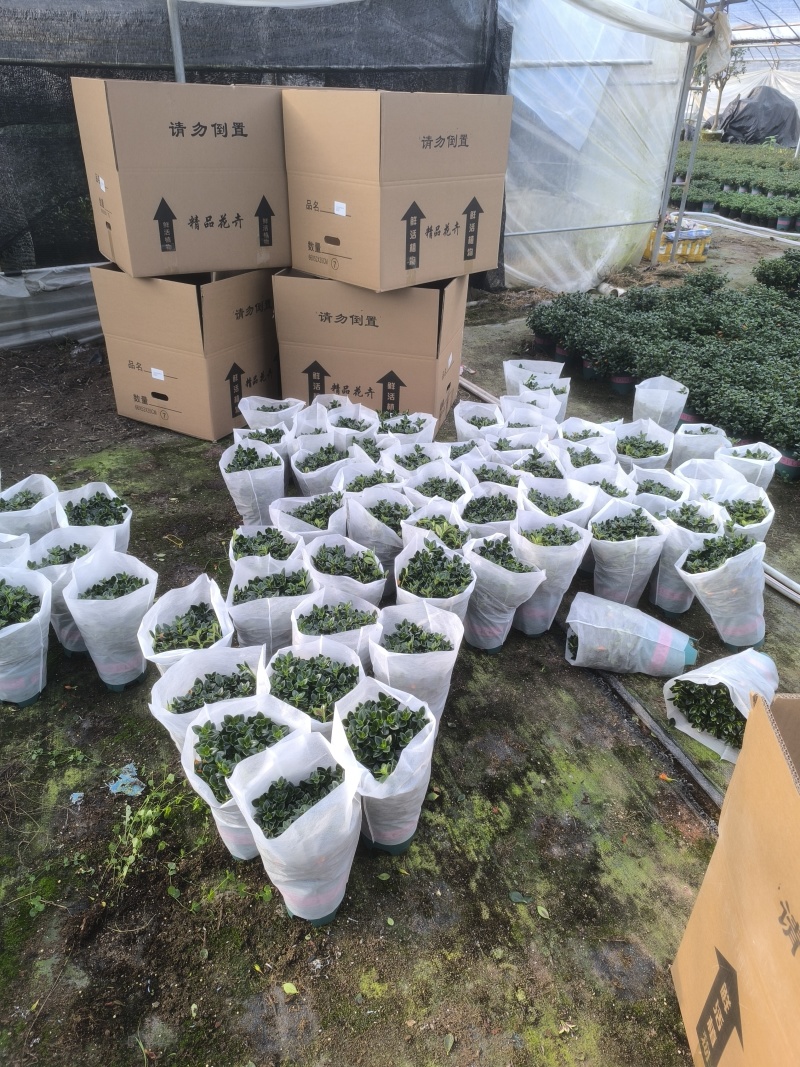金鱼花盆栽吊兰金鱼草带花苞基地长期供应电商档口市场