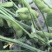 鲜黄豆夹（毛豆）