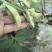 鲜黄豆夹（毛豆）