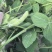 鲜黄豆夹（毛豆）