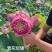 精品荷花苗重瓣大花工程绿化专用基地直供