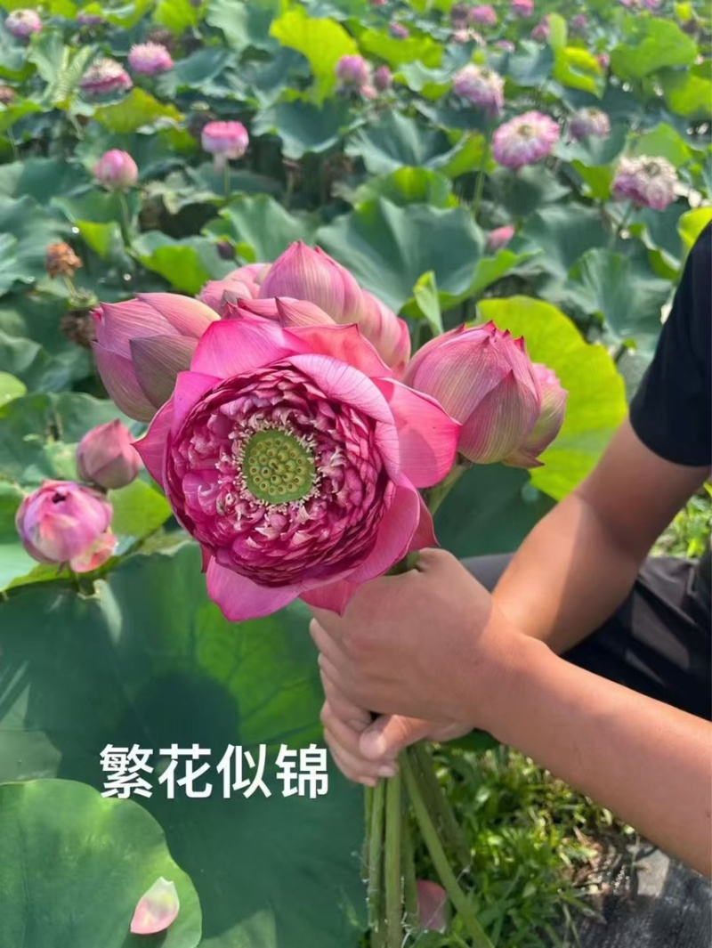 精品荷花苗重瓣大花工程绿化专用基地直供