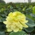精品荷花苗重瓣大花工程绿化专用基地直供
