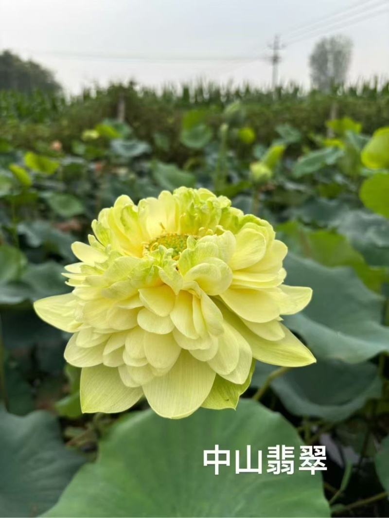 精品荷花苗重瓣大花工程绿化专用基地直供