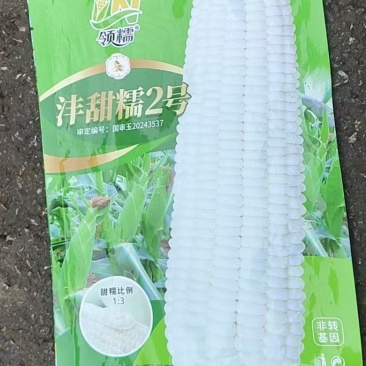 白糯玉米苗