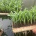 白糯玉米苗