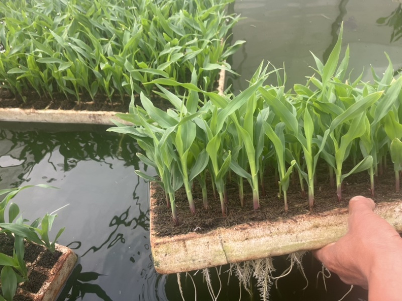 白糯玉米苗