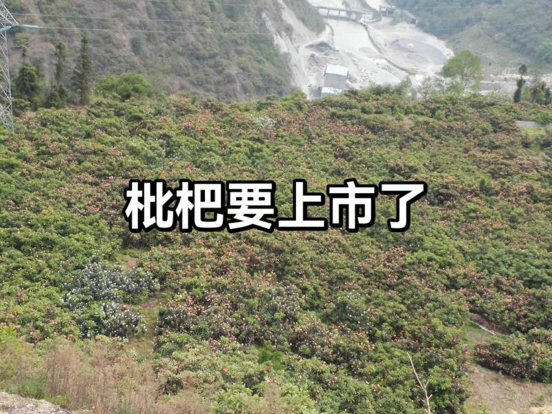 枇杷/四川枇杷/大五星枇杷品质保证诚信经营