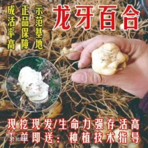 湖南隆回龙牙百合基地直发，可基地看货
