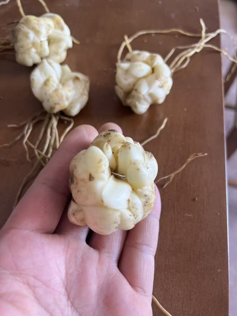湖南隆回龙牙百合基地直发，可基地看货