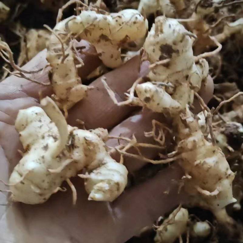 多花黄精