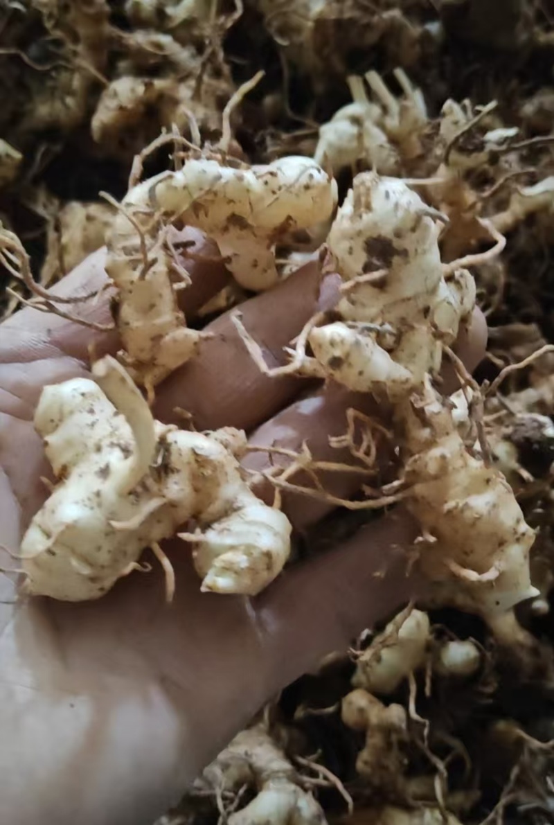 多花黄精