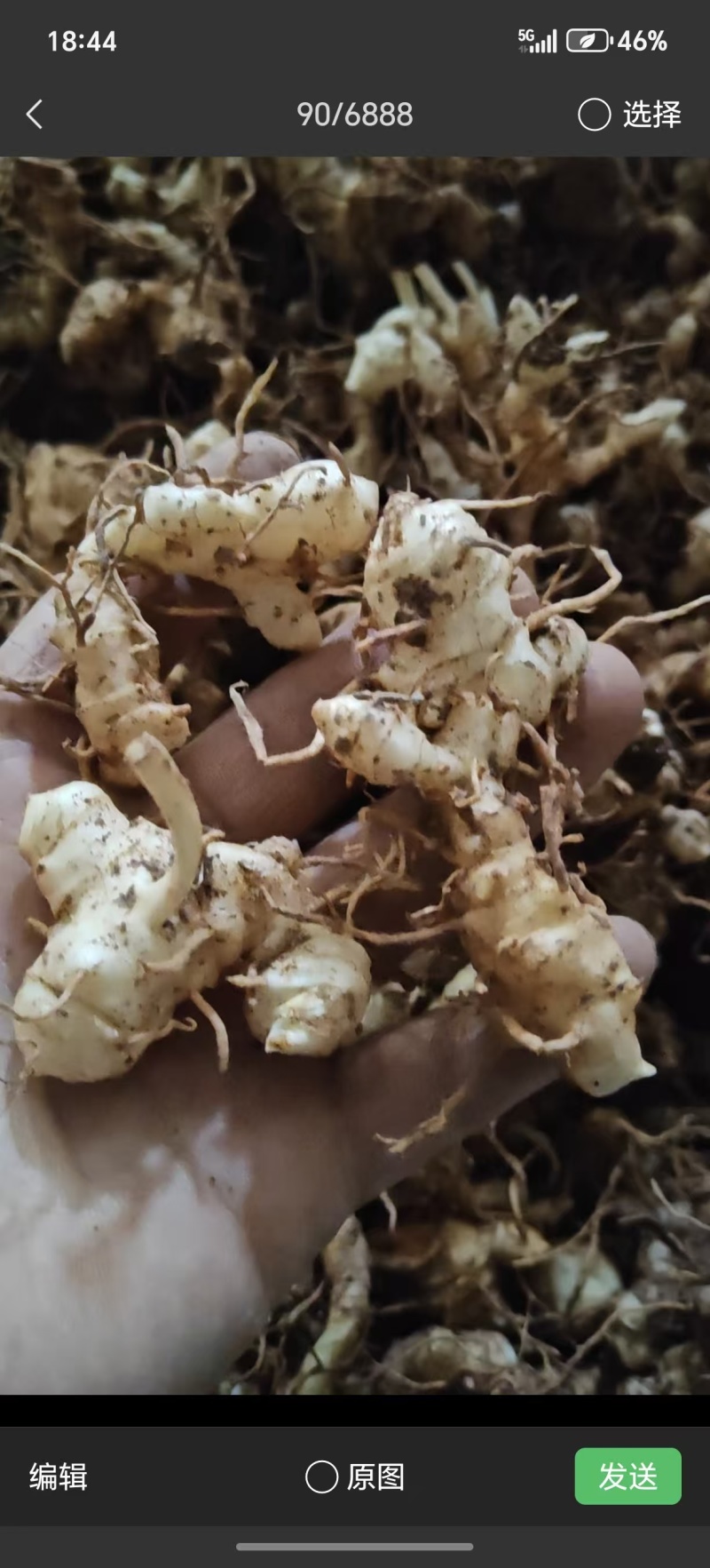 多花黄精