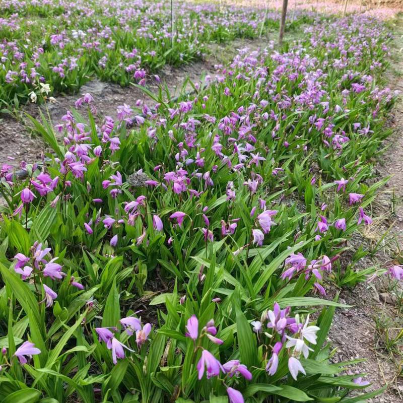 白芨苗