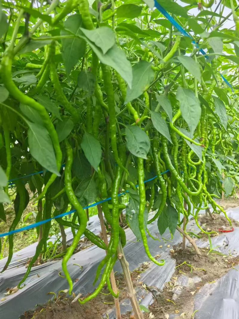 贵州毕节鲜辣椒当天现摘