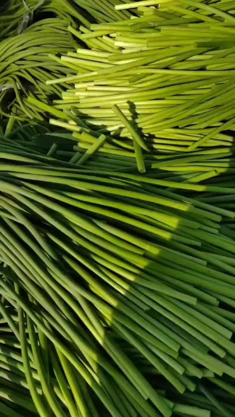 红帽蒜薹山东商河蒜薹基地直供量大从优品质保证
