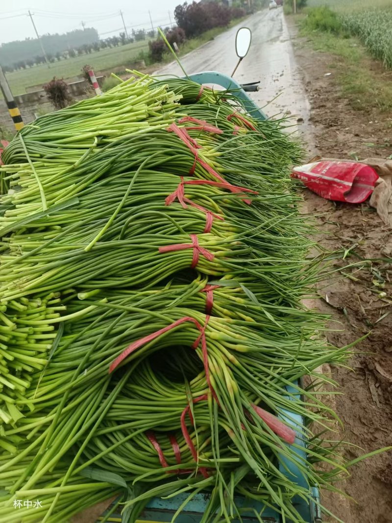 红帽蒜薹山东商河蒜薹基地直供量大从优品质保证