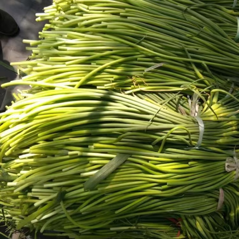红帽蒜薹山东商河蒜薹基地直供量大从优品质保证