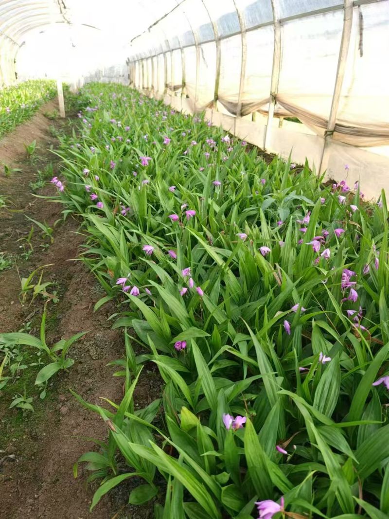 白芨苗