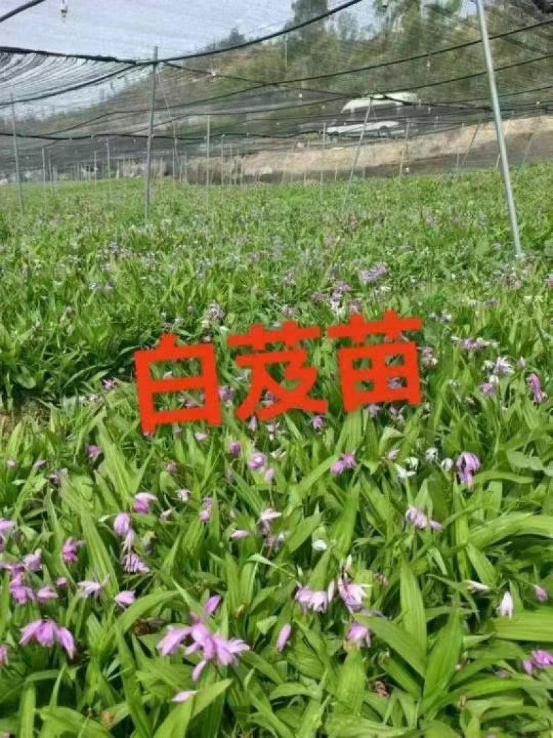 白芨苗