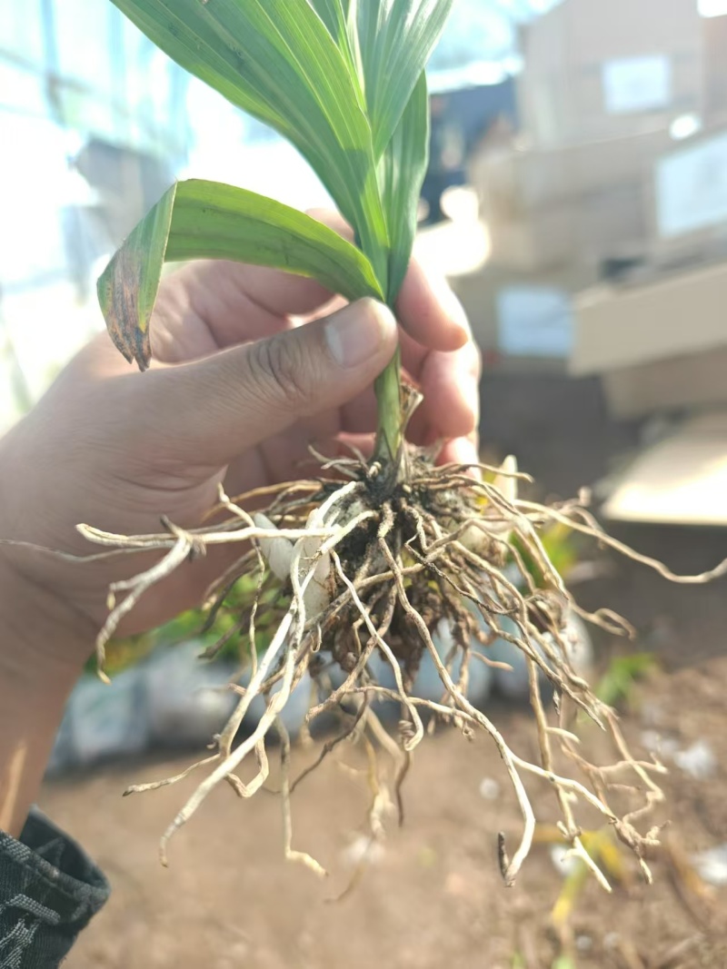 白芨苗