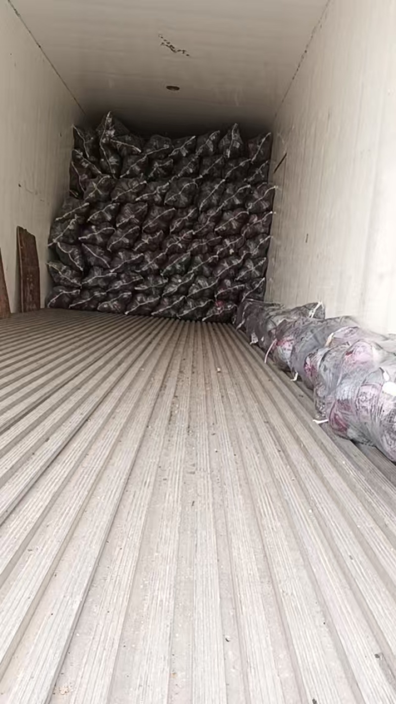 紫甘蓝湖北紫甘蓝产地一手货源保质保量欢迎订购