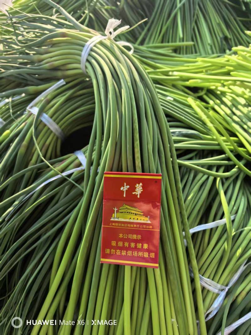 蒜薹/金乡本地太空蒜薹/产地直发/对接全国采购商