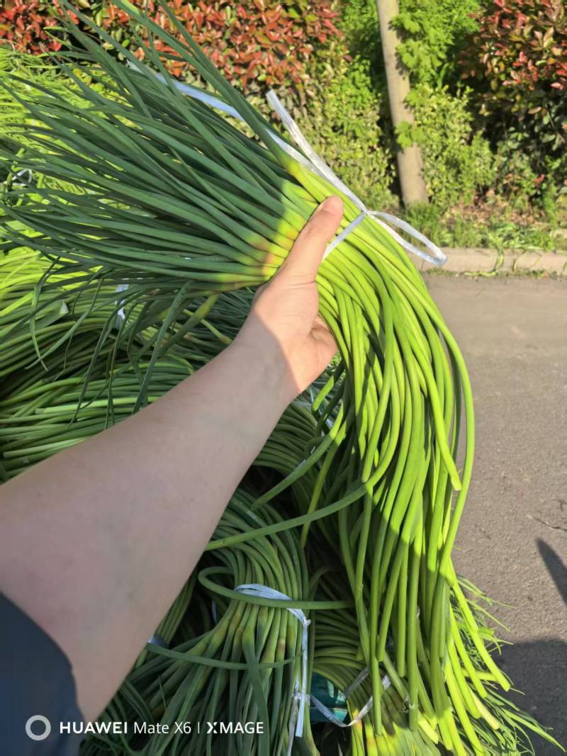 蒜薹/金乡本地太空蒜薹/产地直发/对接全国采购商