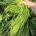 蒜薹/金乡本地太空蒜薹/产地直发/对接全国采购商