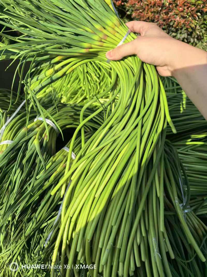 蒜薹/金乡本地太空蒜薹/产地直发/对接全国采购商