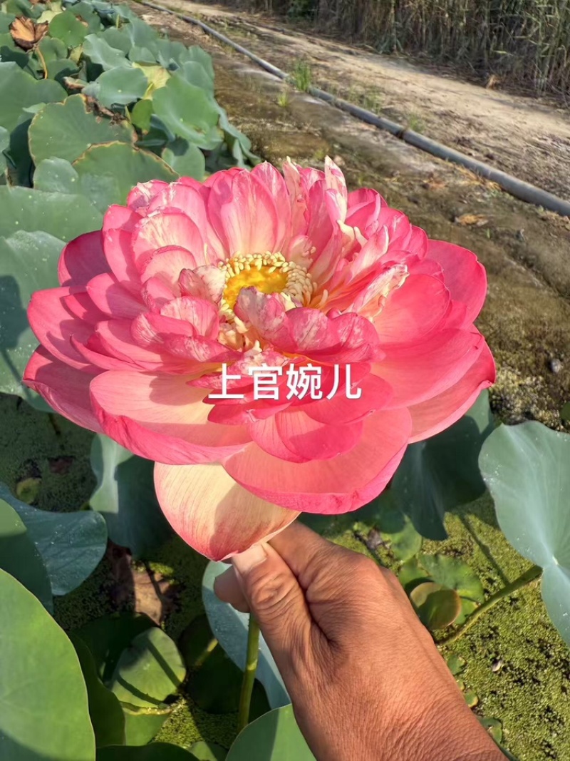 精品荷花品质保证服务周到产地直发价格美丽欢迎联系