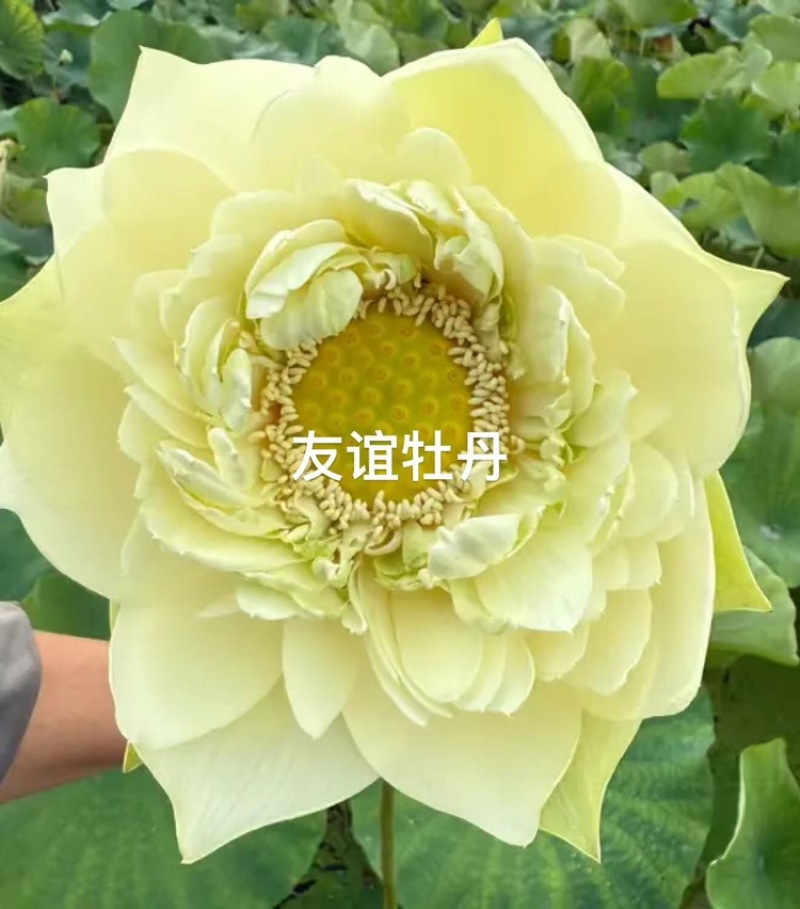 精品荷花品质保证服务周到产地直发价格美丽欢迎联系
